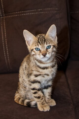 Bengal kitten. Purebred kitten looks into the frame