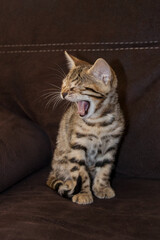 Bengal kitten yawns. purebred kitten