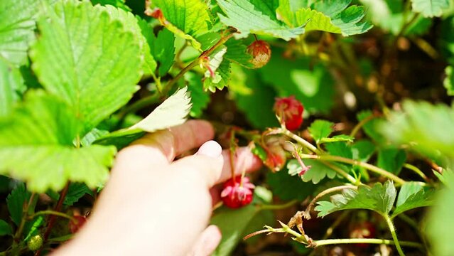 Hand of young woman picking strawberries in self-picking plantation in Czech republic