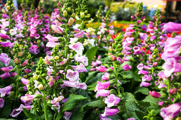 Naklejka premium Digitalis Purpurea plants in the garden