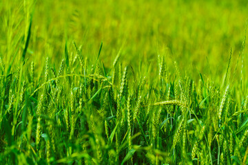 Fototapeta premium Green ears of a wheat field close-up, agronomic culture, crop production and agriculture, reduction of sown area for grain crops, copy space