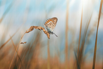 Motyl Modraszek Argus © mycatherina