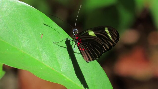 Close-up On Sara Long Wing Butterfly Showing The Red Dots On Its Body And Closed Black Wings. Heliconius Sara.