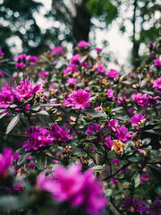 Fototapeta premium pink flowers in the garden