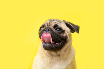 funny cute little puppy pug on bright yellow bright background with copy space. Banner adorable dog with tongue hanging out making happy face and smiling studio portrait. Purebred Dog Concept. - Powered by Adobe