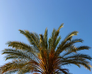 Obraz na płótnie Canvas Green palm leaves against the blue-sky background