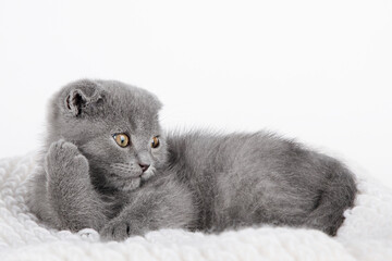 gray kitten scottish fold lies on a gray background
