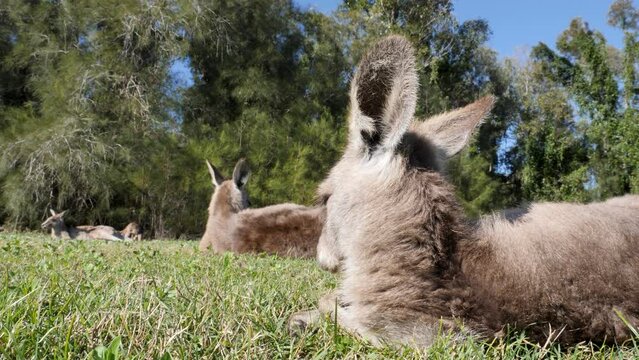 Unique close-up view of a Joey resting in a grassy field near a group of adult Kangaroos in Australia