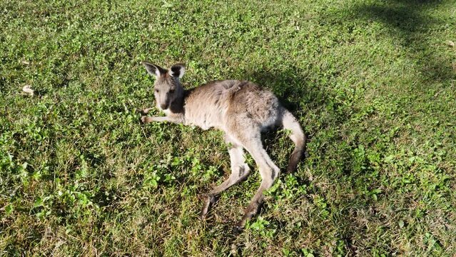 Juvenile Kangaroo resting in a grassy sunny field in outback Australia. Animal behaviour