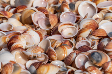 Common Cockle Shells. Seashells on the shore at low tide closeup. Mediterranean Sea