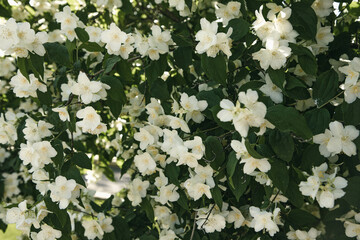 Blooming jasmine shrub in June. Jasmine flowers. White flowers. Photo of nature.