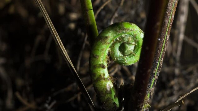 Fern fond unfurling from the ashes.  New green life forming from dead jungle as nature takes control.  Motion controlled rotation orbit.