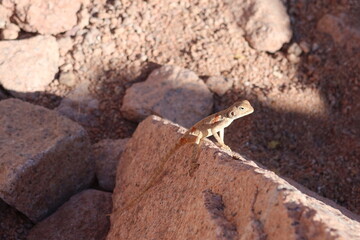 Agama standing on a rock in Saint Catherine Protectorate in Sinai 