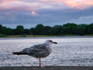 Möwe auf einer Mauer vor einer Küste