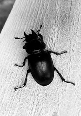 a large black longhorn beetle