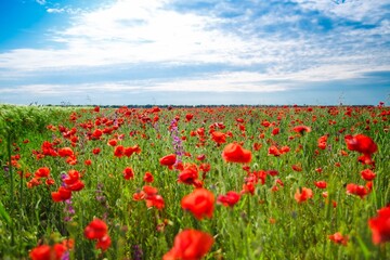 Poppy field in full bloom against sunlight. Field of red poppys. Remembrance Day, Memorial Day,
