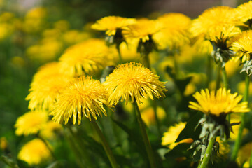 Fototapeta na wymiar Yellow flowers of dandelion in meadow at sunny spring day. Taraxacum officinale medicinal plant