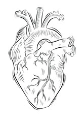 sketch anatomy heart tattoo hand draw
