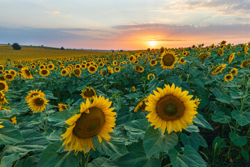Field of blooming sunflowers. Nature