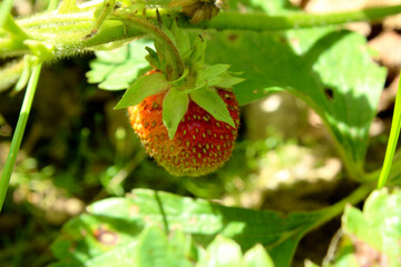 ripe red berry strawberries on a bush in the garden