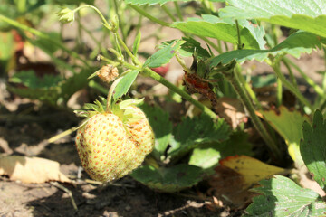 a strawberry berry not yet ripe on a branch of a bush hangs and ripens in the sun