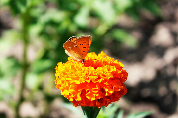a small orange butterfly on a marigold flower