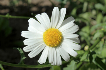 white field chamomile with a yellow core close-up