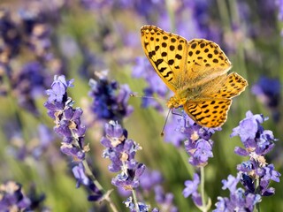 Motýl - Queen of Spain Fritillary - na levandulové hostině
