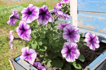 purple flowering petunia bush in the garden