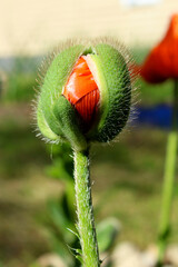 a poppy bud on a long stem blooms into a flower