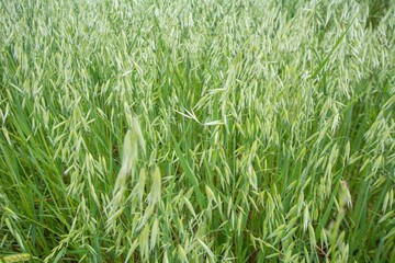 Closeup of green field with Avena plants