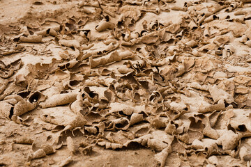 Close up of crack soil and desert in dry season textures, hot summer. Texture of sunny dried earth