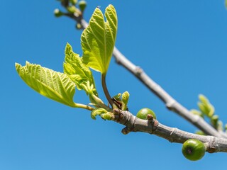 Closeup of green outbreaks of a fig tree in spring against a cloudless blue sky