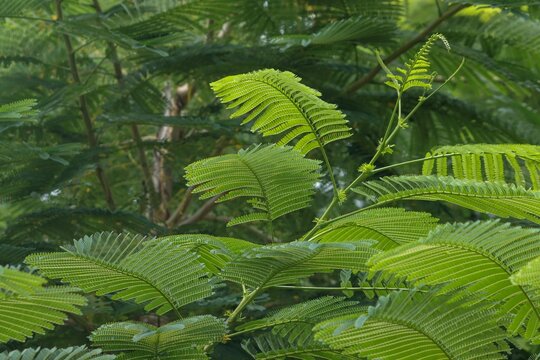 Senegalia Bilder Durchsuchen 340 Archivfotos, und