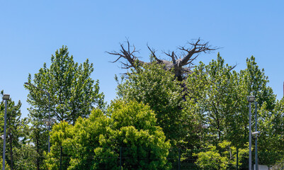 A dry massive tree rises above the green spring trees against the blue sky.