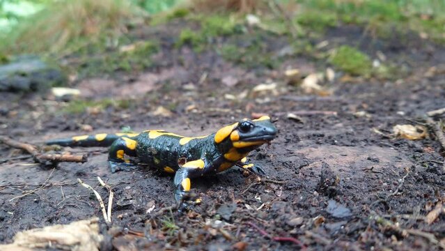 A fire salamander (Salamandra salamandra) in the wild