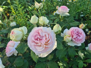 pink roses in a garden