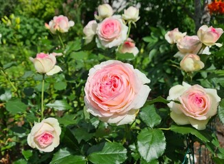 pink eden roses