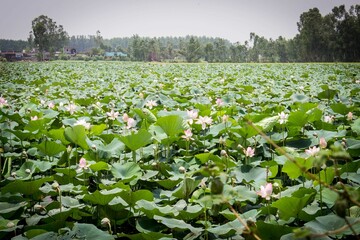 Field of emergent vegetation surrounded by trees