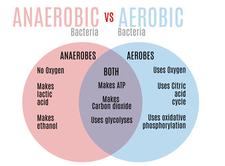 Aerobic vs. anaerobic bacteria venn diagram