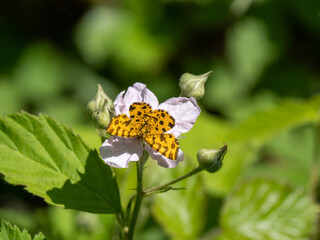 Speckled Yellow Moth Feeding on a Bramble Flower