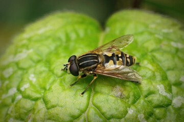 Closeup on a Hayling Billy hoverfly, Helophilus pendulus sitting