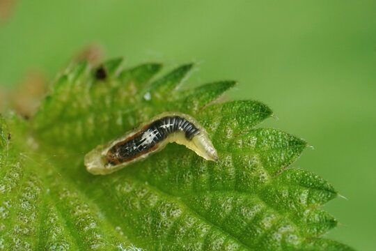 Closeup on a predatory larvae o a hoverfly , Syrphidae species, 