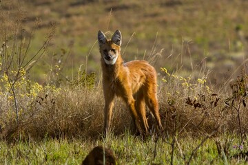 Selective focus shot of a maned wolf (Chrysocyon brachyurus) in the forest © Satsukawa/Wirestock Creators