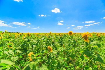 Beautiful blooming sunflowers field nature landscape with blue sky.