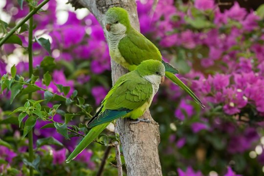 Selective focus shot of monk parakeets perched on a tree