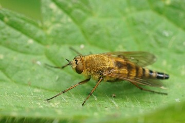 Closeup on a common stiletto fly, Thereva nobilitata sitting on