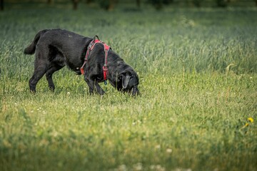 Closeup shot of a black dog sniffing the grass on the field - Powered by Adobe