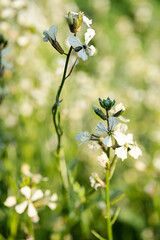 Blossom rucola in sunlight. Flowering Arugola plant or Rocket rucola salad in garden.