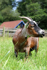 Close up portrait of a goat in green field. Farm animal photo. Cute domestic goat eats grass. 